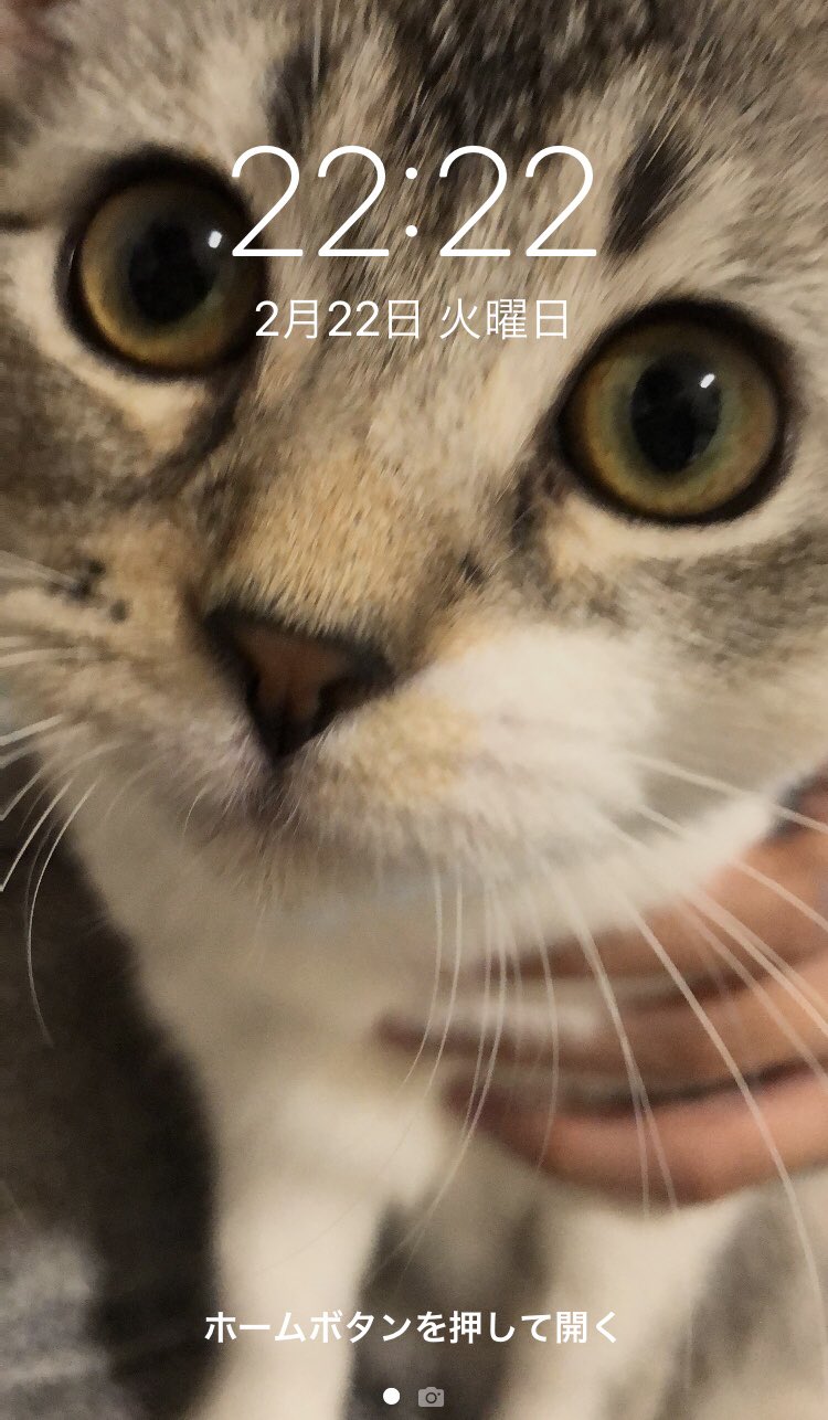 تويتر きょろ على تويتر 猫の日 ねこ 猫 マンチカン 我が家のむいちゃ T Co Ka0wxnmzyq