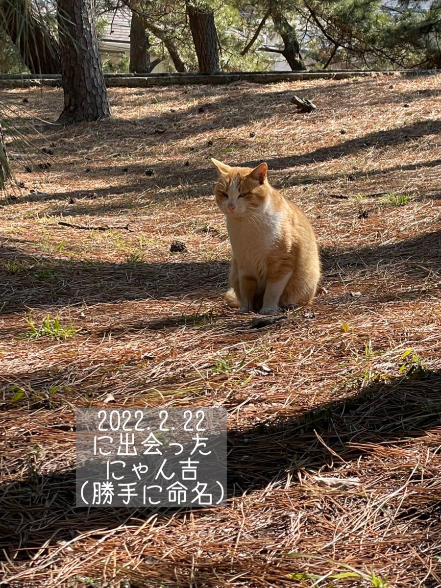 h917h's tweet image. 本日の #出逢い ❤️
 #2022年2月22日 神社の敷地内にいた #にゃんこ 🐈 #運命 かしら✨
 #猫好き  #猫可愛い
