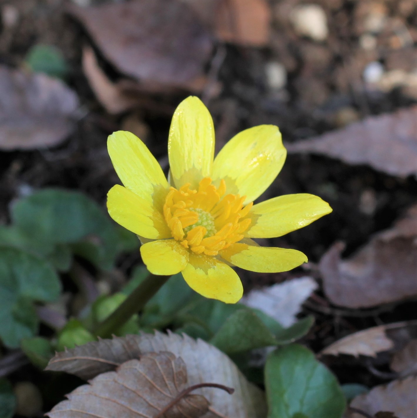 Narnia ナルニアの遭遇花手帖 257 Bis 姫立金花 ヒメリュウキンカ キンポウゲ科キンポウゲ属 枯葉の中に きらきら輝いて一輪だけ咲いていました 並木道の花壇で Ranunculus Ficaria T Co Lbcnt5nc97 Twitter