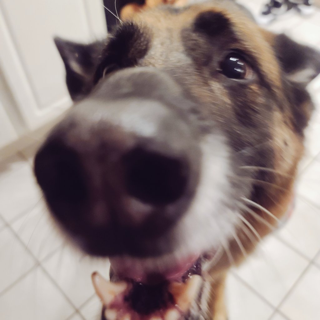 TheLuckyPupp's tweet photo. #LuckyPupp's Remi & Rosa would like everyone to send positive & healing energy to their Mom (my sister) as she undergoes lung surgery this morning. If you smoke please quit. You may save your own life. #WeGotThis Cindy. #cancersucks #dogmom #Prayers #quitwhileyourahead 🕊 https://t.co/YvLRSYhqhq