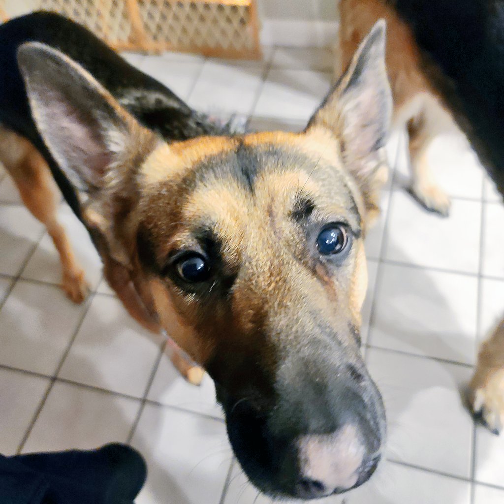 TheLuckyPupp's tweet photo. #LuckyPupp's Remi & Rosa would like everyone to send positive & healing energy to their Mom (my sister) as she undergoes lung surgery this morning. If you smoke please quit. You may save your own life. #WeGotThis Cindy. #cancersucks #dogmom #Prayers #quitwhileyourahead 🕊 https://t.co/YvLRSYhqhq