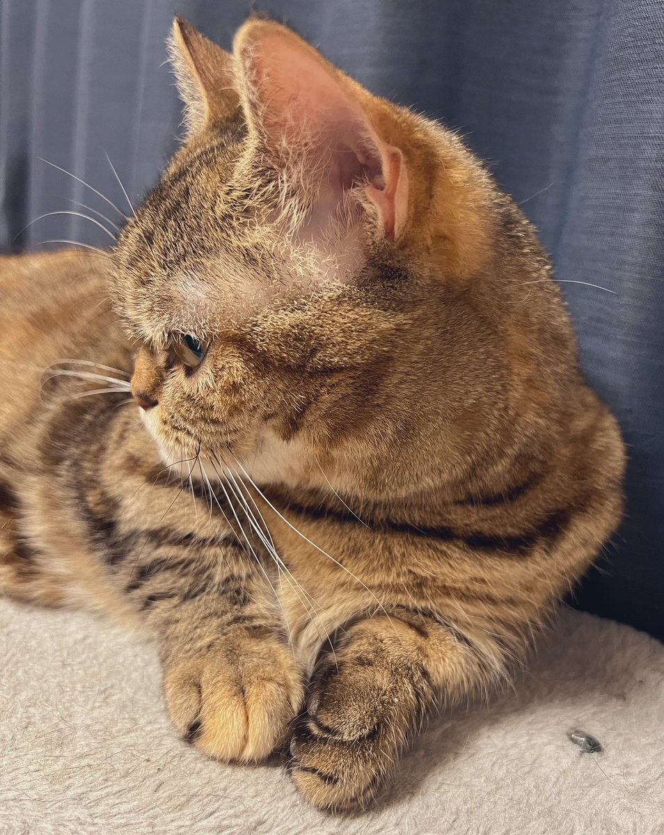 beigeulbx's tweet photo. 猫の日だし最近ネコチャンの写真撮れてなかったなぁと思って久しぶりにスマホを構えたらちょっと不機嫌だった…。でもすぐに許してくれる心の広いネコチャン🐈 https://t.co/kn6uQAjRua