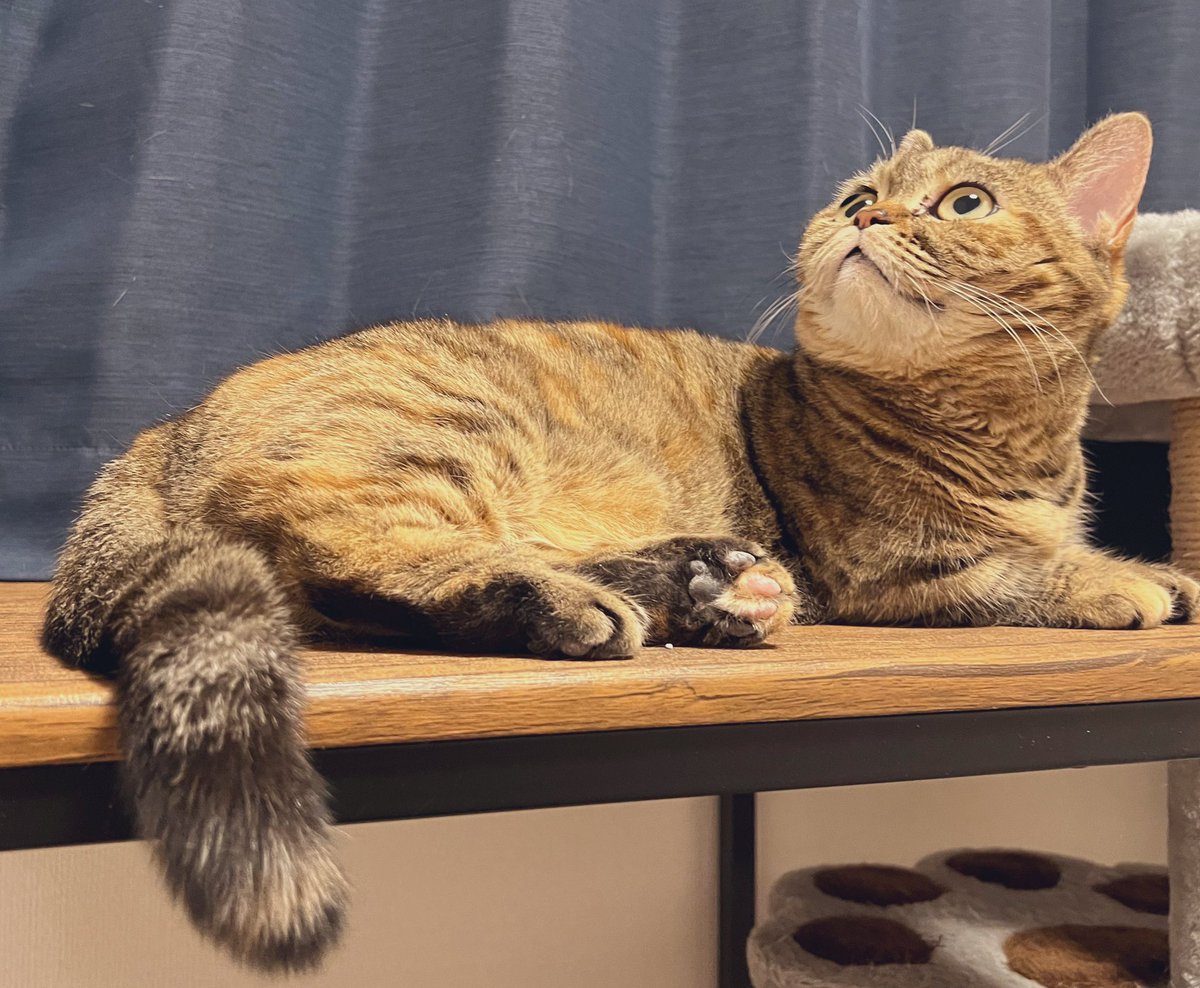 beigeulbx's tweet photo. 猫の日だし最近ネコチャンの写真撮れてなかったなぁと思って久しぶりにスマホを構えたらちょっと不機嫌だった…。でもすぐに許してくれる心の広いネコチャン🐈 https://t.co/kn6uQAjRua