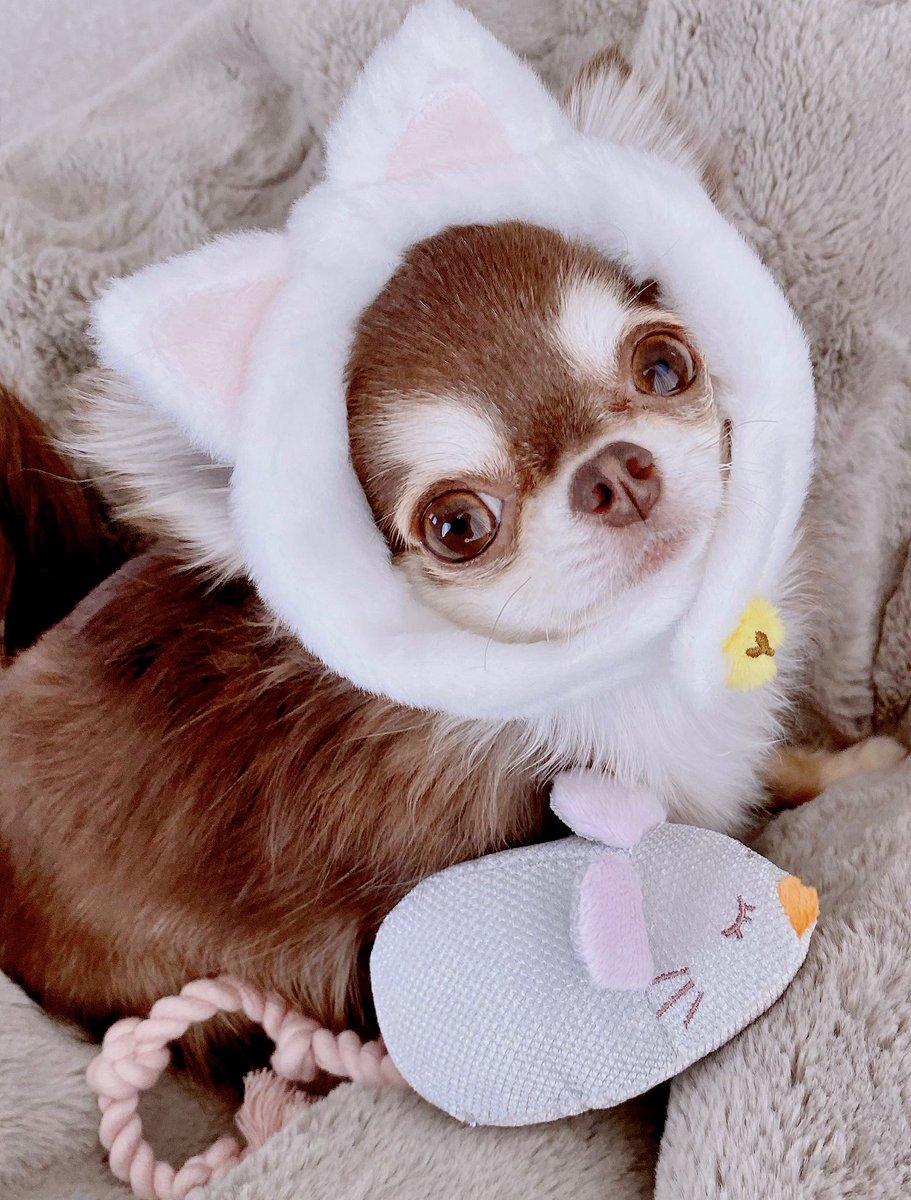 ko_ki_ku0417's tweet image. #2022年２月2２日
#猫の日
#うちにも猫います