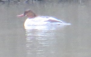 demurely38's tweet photo. #Goosanders in the distance
#JamesSteelPark https://t.co/DdVfRSHCds
