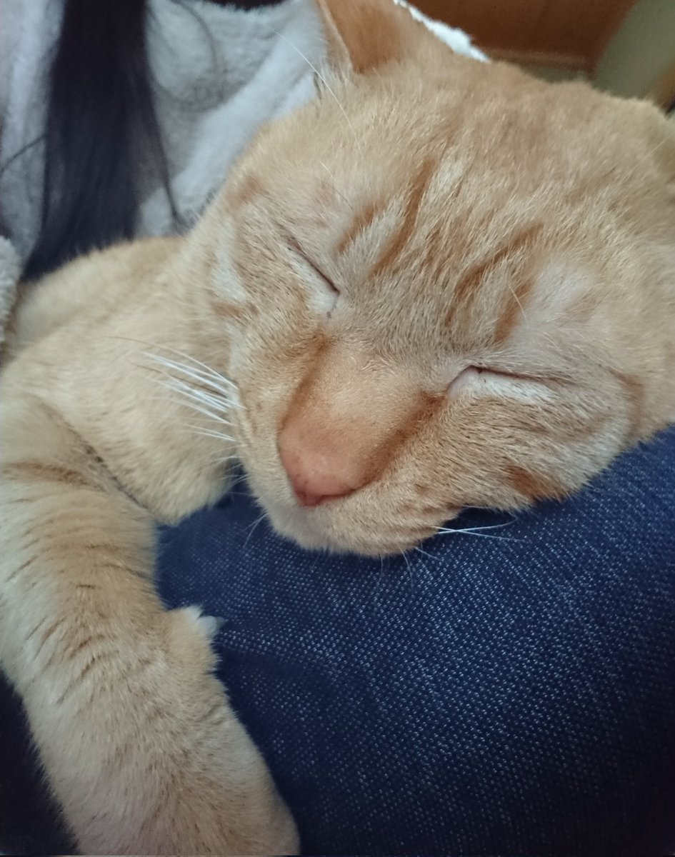 karin_note's tweet photo. 三男？？笑
去年の夏に保護
ユウ

#猫の日 
#猫のいる生活 
#猫好きさんと繋がりたい 
#茶トラ
#保護猫 https://t.co/vO5XcQiAZx