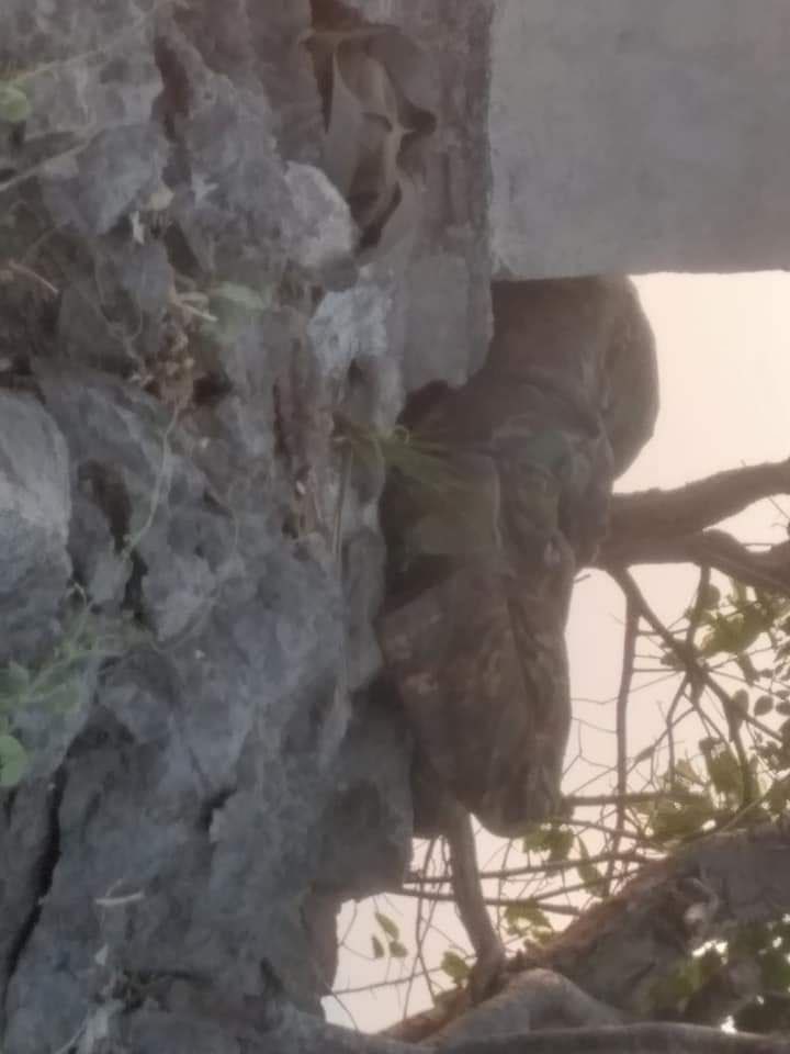 whim_watch's tweet photo. #Myanmar: #PDF carried out an attack on the #Junta/#Tatmadaw and allegedly killed 5 soldiers in #Pekon, #Taunggyi, #Shan State.

As a result a 60mm BM-100  mortar, MA-2 LMG and MA-3 Mk2 carbine were recovered along with other equipment.

#WhatsHappeningInMyanmar
#2022Feb22Coup https://t.co/P2CRw26XLj