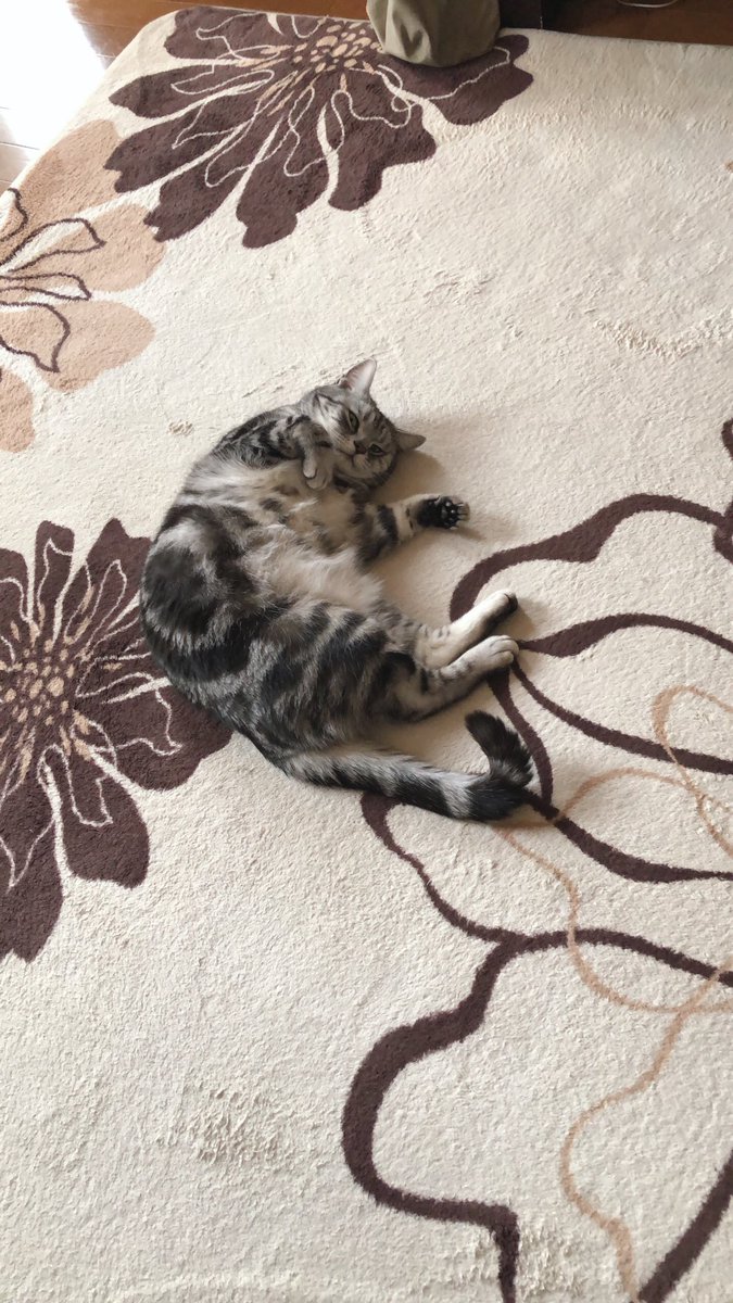 Heyyouys2's tweet photo. 家のど真ん中でくつろぐ猫 https://t.co/yktftJYZdl