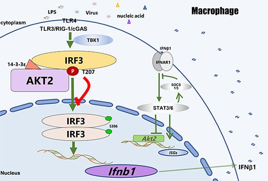 embojournal's tweet photo. A (suppressive) role of #AKT2 kinase in antiviral immunity and #autoimmune disease: Phosphorylation of #IRF3 attenuates its nuclear translocation and type-I #interferon production
https://t.co/RkjjLel38b https://t.co/BCfkCuOYBT