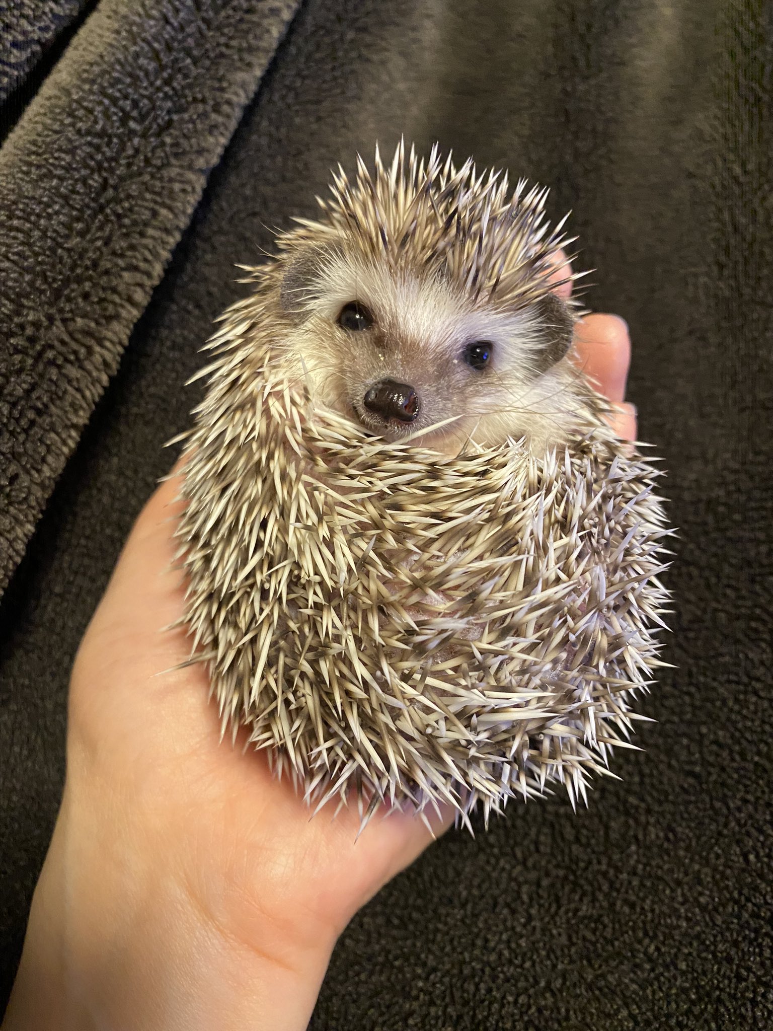 かわいいハリネズミ Twitter Search Twitter