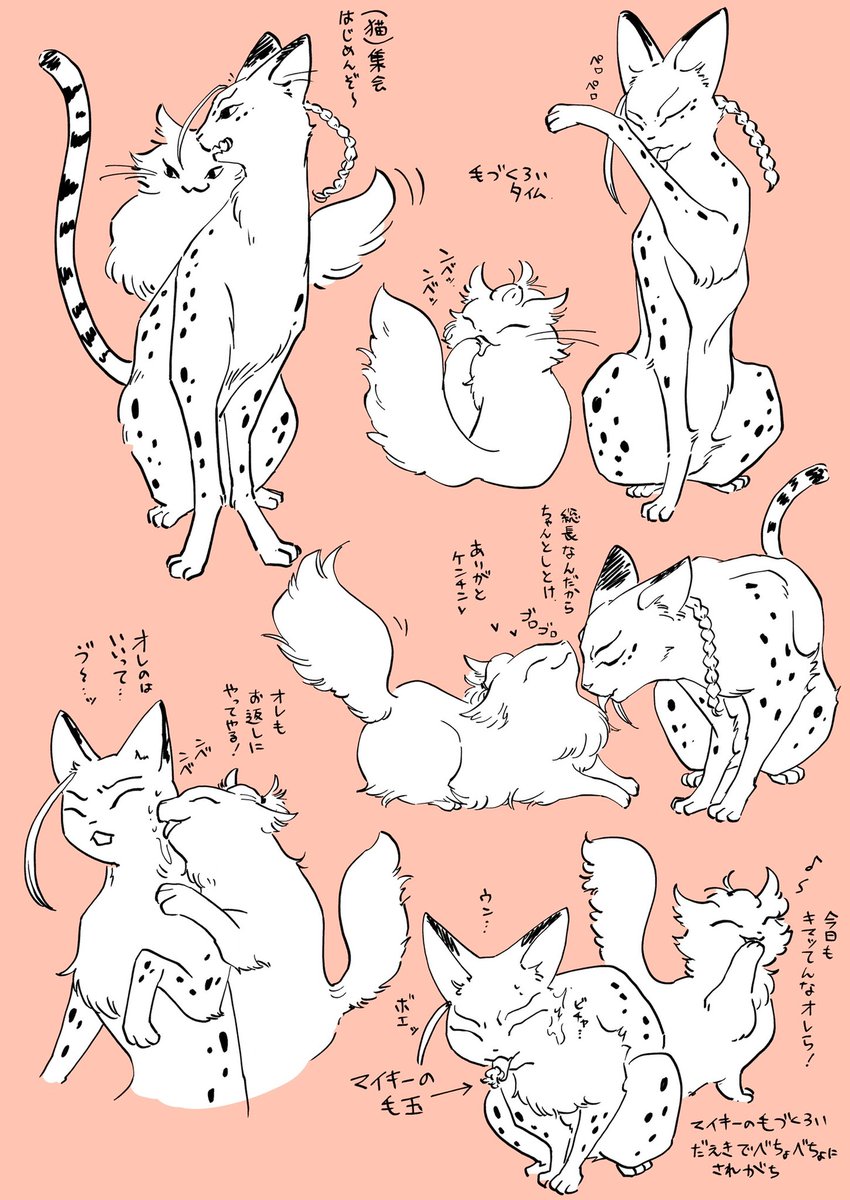 スーパー猫の日!マイ猫とドラ猫🐱🐾 