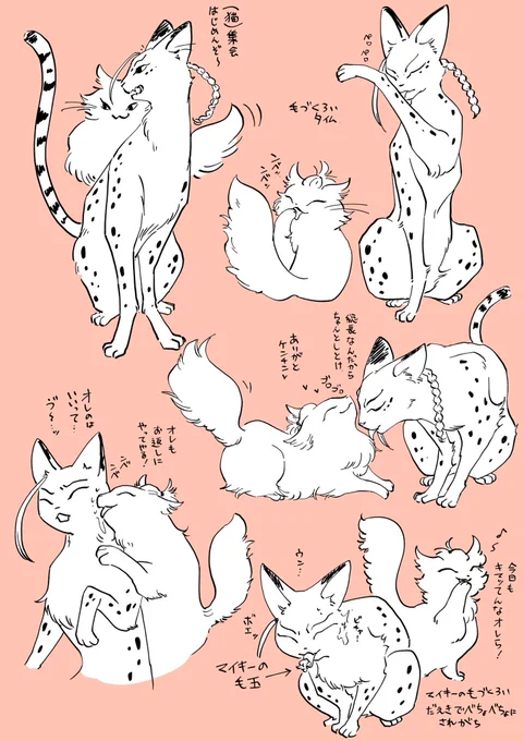 スーパー猫の日!マイ猫とドラ猫🐱🐾 