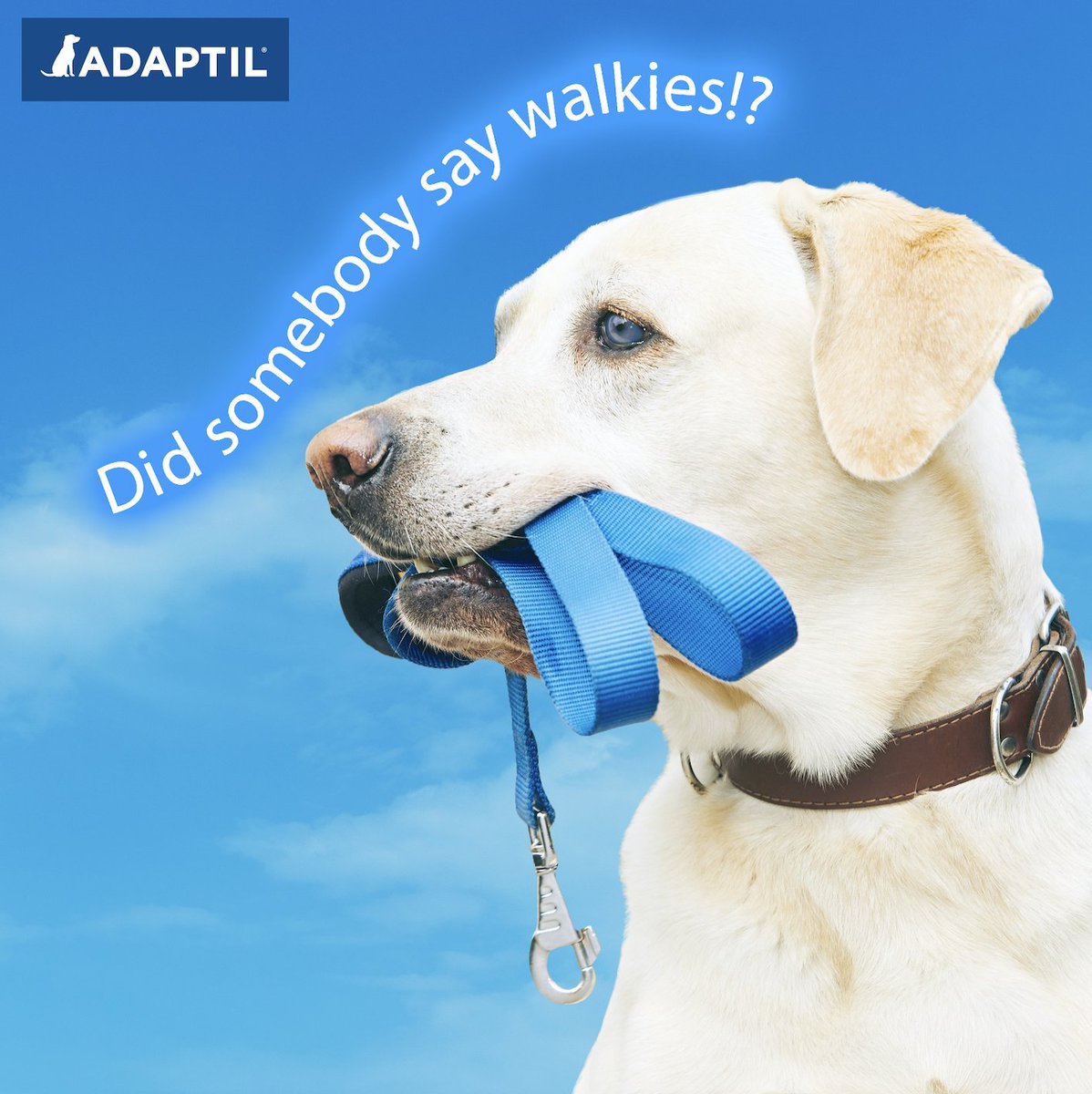 Adaptil's tweet photo. Happy National Dog Walking Day!

Where is your dogs favourite spot? We would love to see your photos!

#dogwalkingday #nationaldogwalkingday #adaptil https://t.co/zz1wOXBhMQ
