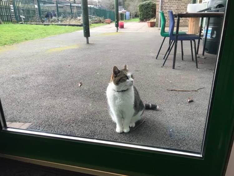 The wind on the floof ruffle-o-meter is building up a bit again, I think it’s time I headed back indoors. 
I’ve had a busy morning sniffing all the debris and twigs on the school playground.
#hedgewatch #CatsOfTwitter #cats #StormFranklin