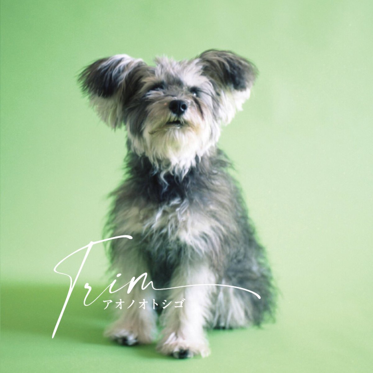 【New Release】
ミニアルバム『Trim』が3/9にリリースされます！

アオノオトシゴ初の全国流通盤になります！是非手に取ってください！✨

1. ハートブレイカー
2. プラネテス
3. 淋しい花
4. うたかた