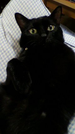 猫と暮らす幸せを教えてくれたアプロ。猫はみんな可愛いけど、今でも黒猫は別格。 #猫の日