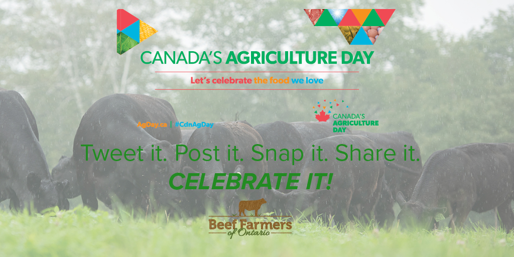 Today is #CdnAgDay! Time to celebrate our industry and share our stories with the consumers who make it happen! Post a photo featuring #ontag, share a #selfie or cook a meal featuring #ontbeef!