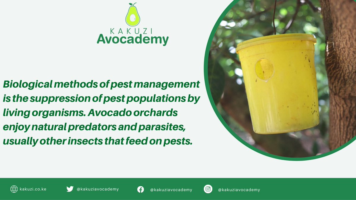 Kakuzi Academy tweet media