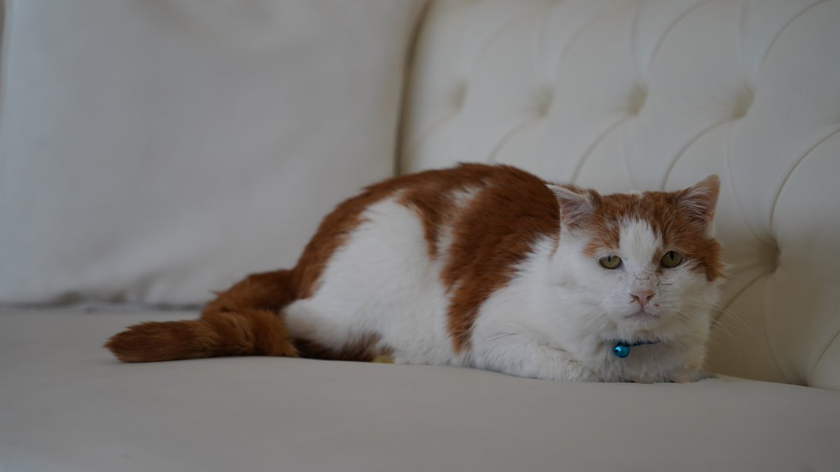 toros_kedi's tweet photo. Nasılsınız sevgili pati dostlarım ❤️ #Antalya https://t.co/uklQCpUzjo