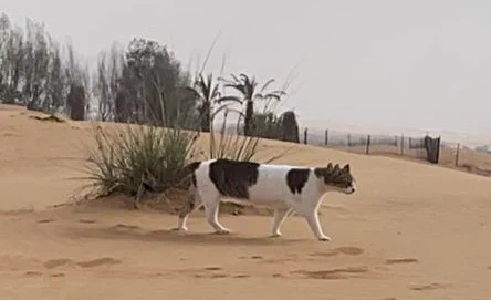 @hanamomoact 体の長さ的に牛にしか見えなかった 