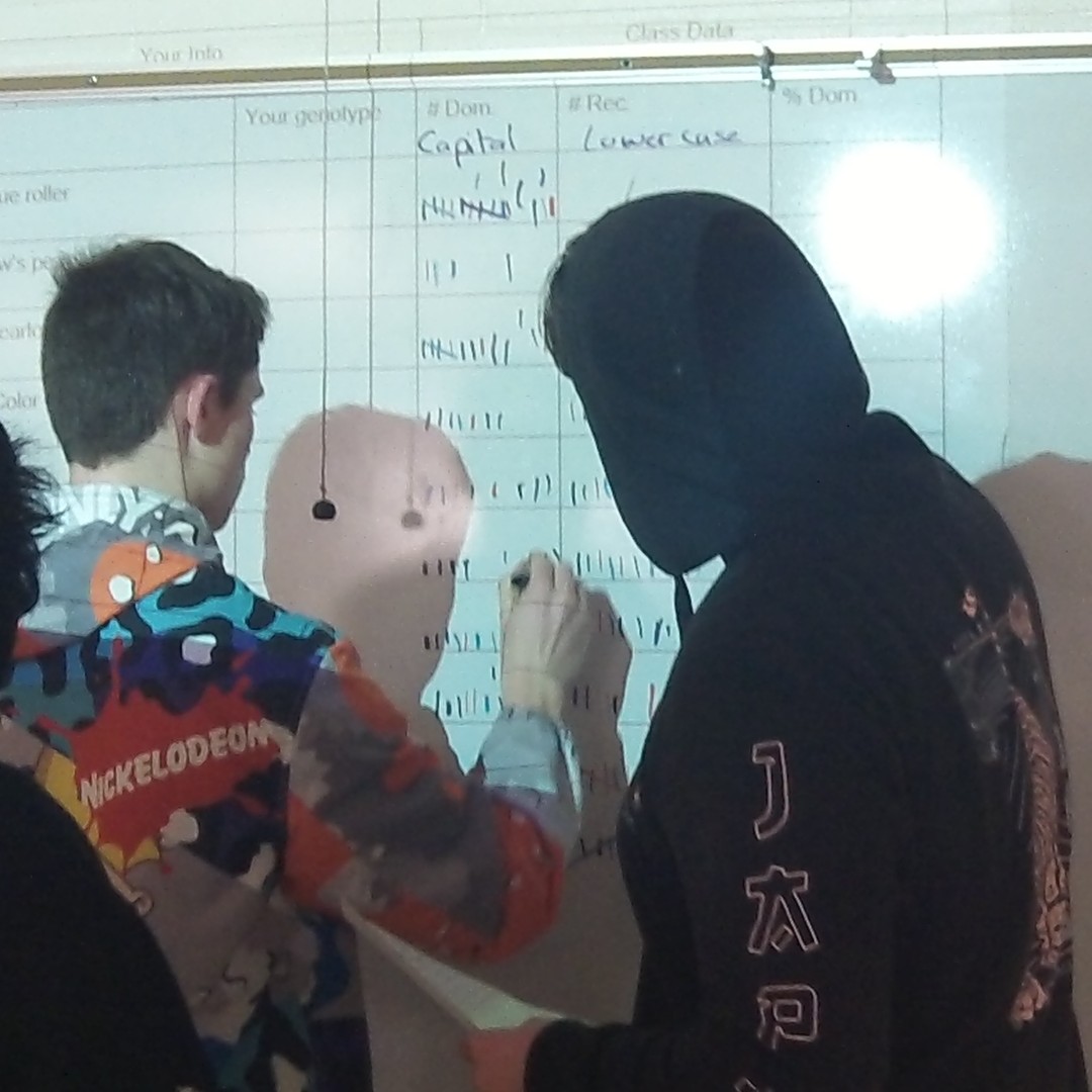 ReedsSpringHS's tweet image. Ms. Wilson's Biology class is determining the percentage of dominant traits in the class. #TheoryTuesday #WolvesAtWork #AcademicExcellence #ONEwiththePACK