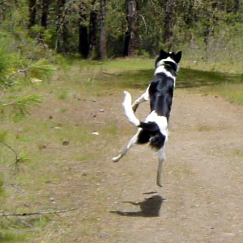 wendyparciak's tweet photo. Writing + Dogs = HAPPY TALES
(corny, but true)
Does anyone else agree?
#WritingCommnunity #amwriting #amwritingfiction https://t.co/6NIEMRTB9X