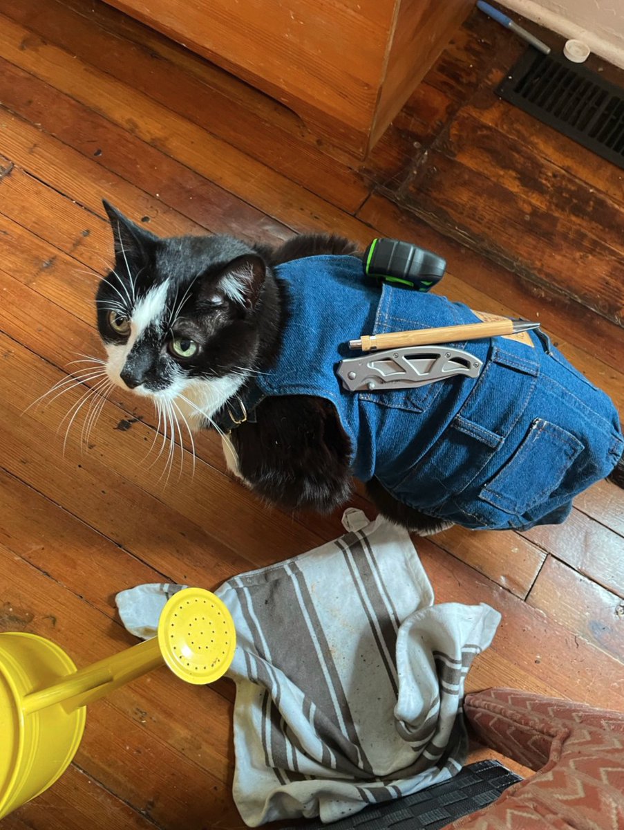 CatWorkers's tweet photo. https://t.co/dmorplpaVz