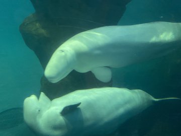 ダノンベルーガの意味 名前の由来は 血統や馬主や成績を紹介 スマイルトレンド情報