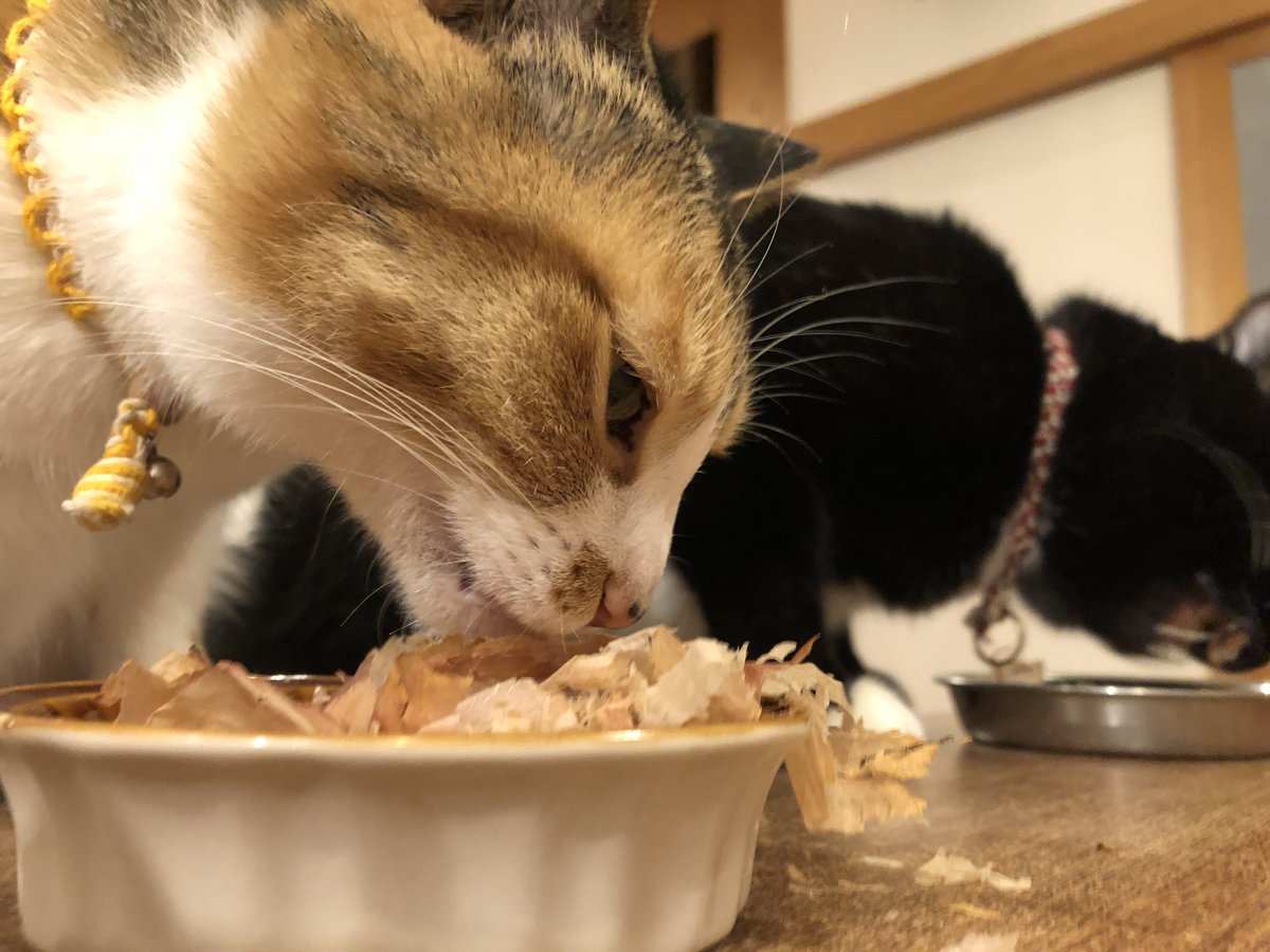 namano_mana's tweet photo. #ねこの日 https://t.co/zJgrb5xdTC