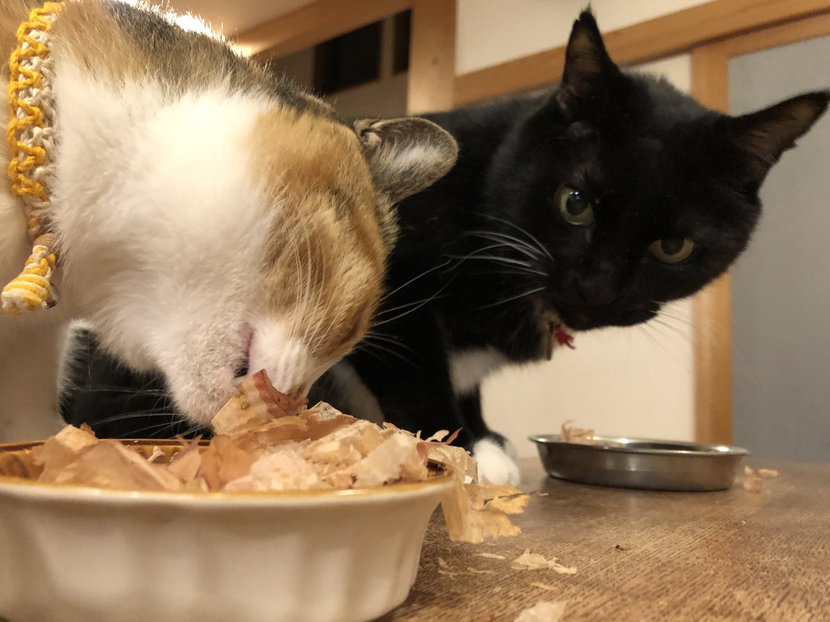namano_mana's tweet photo. #ねこの日 https://t.co/zJgrb5xdTC