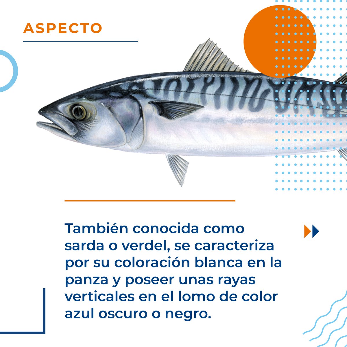 ACERGA_OPP82's tweet photo. Con el arranque de la campaña de la #caballa, os animamos a conocer los #beneficios de su consumo, siendo uno de los #pescadosazules más ricos en #omega3
#yocomopescado #sostenible https://t.co/OSNEruA7QX
