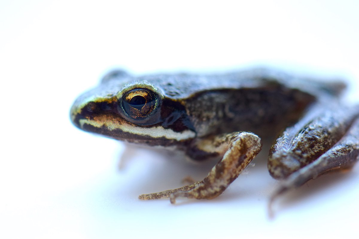 OhioEcoEvo's tweet photo. Don't miss this week's #EcoLunch featuring

PhD Candidate Cassandra Thompson presenting: “#Tadpole vs. Predator: pond drying and #predationpressure affect #thermalpreference in larval #woodfrogs” 

The talk will start at 11:50 EST on Feb 23 via Teams! Link available upon request. https://t.co/3V5duIOKbs