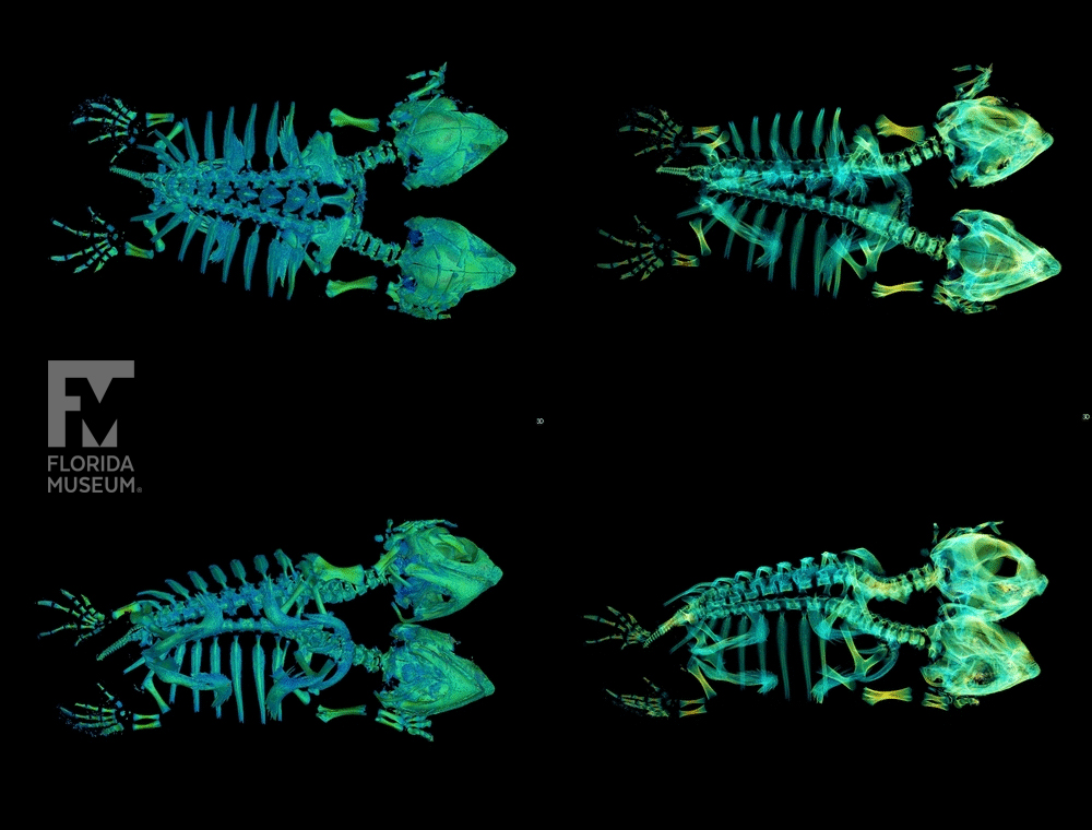 FloridaMuseum's tweet photo. Exploring Museum Collections 🐢 Turtle #Twosday
This loggerhead turtle specimen from our teaching collection was CT scanned so now we can see what's going on under that shell. 
Species: Caretta caretta
Specimen: UF 155385 https://t.co/5io3GdhyWk