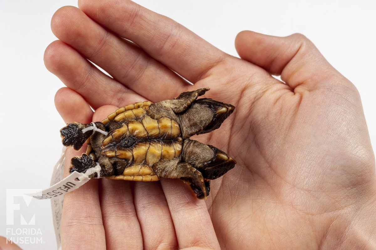FloridaMuseum's tweet photo. Exploring Museum Collections 🐢 Turtle #Twosday
This loggerhead turtle specimen from our teaching collection was CT scanned so now we can see what's going on under that shell. 
Species: Caretta caretta
Specimen: UF 155385 https://t.co/5io3GdhyWk