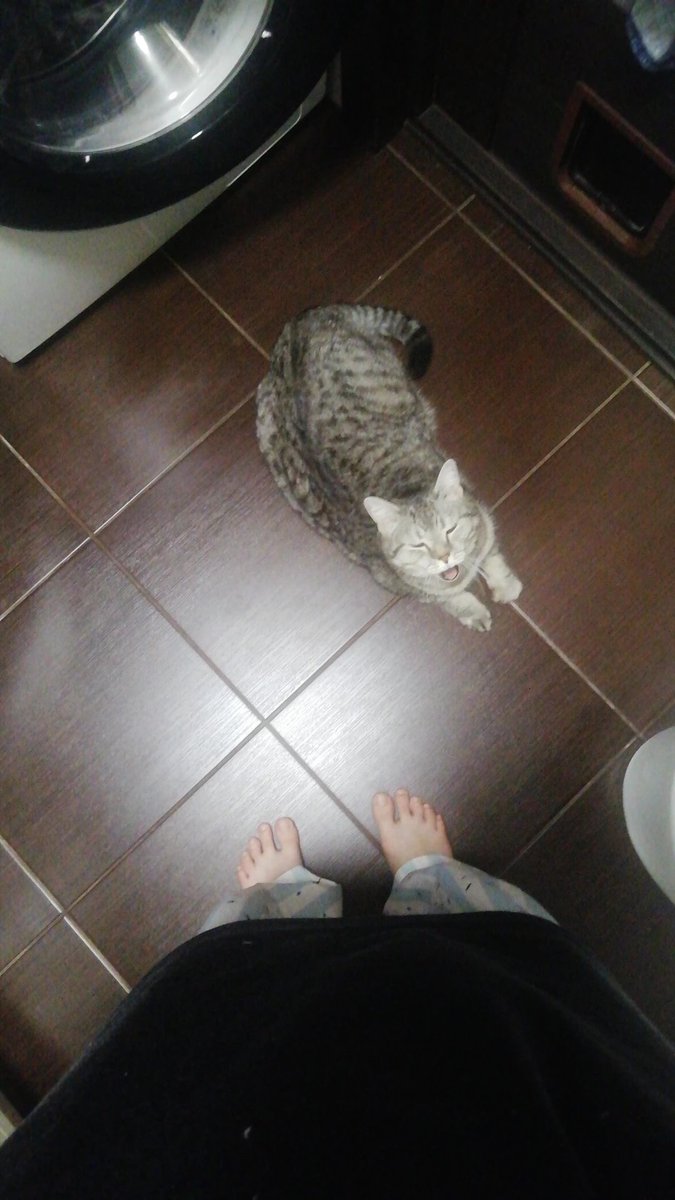 elkaold's tweet photo. Я считаю что самое время посмотреть на моего кота https://t.co/9CzgHXaacO