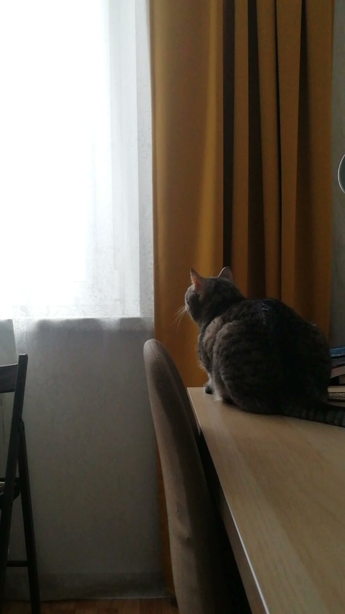 elkaold's tweet photo. Я считаю что самое время посмотреть на моего кота https://t.co/9CzgHXaacO