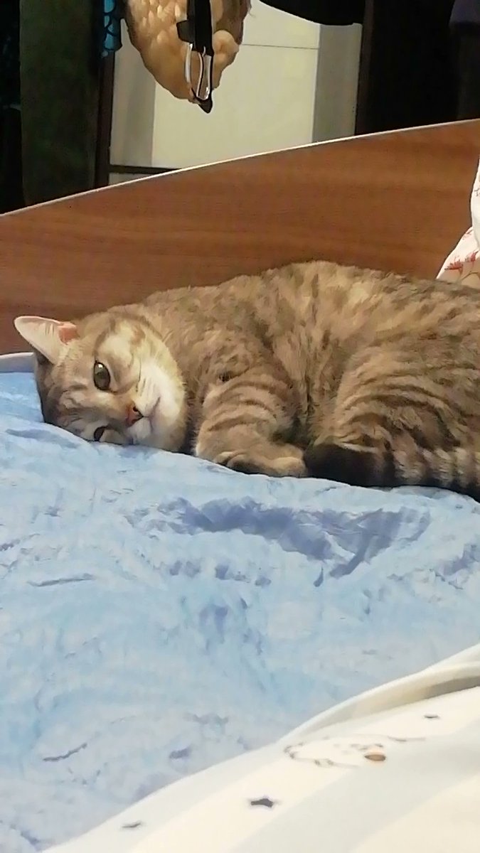 elkaold's tweet photo. Я считаю что самое время посмотреть на моего кота https://t.co/9CzgHXaacO