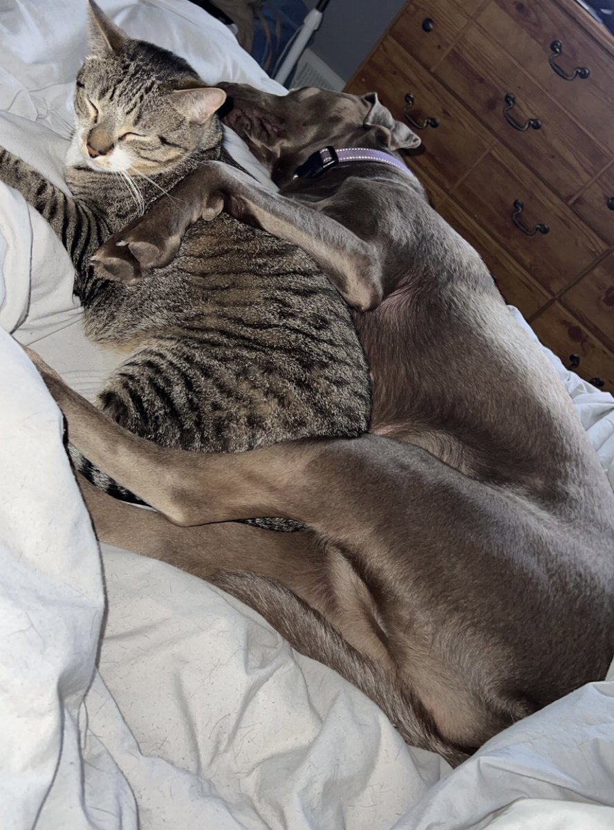 Just cuddling with my buddy, he doesn’t looked thrilled with my cuddling. Oh well, I win! #kisses #NationalLoveYourPetDay #sleeping #puppy #dogs #CatsOnTwitter #dogsoftwitter #labsoftwitter