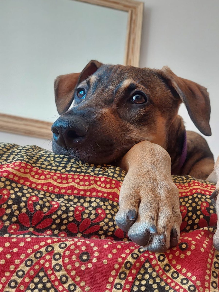 ⚠️⚠️⚠️ URGENTE ⚠️ ⚠️⚠️
Nerón necesita hogar provisorio
Cachorro macho
Un amor, siempre contento 🥰
Se porta muy bien, se lleva super con otros animales
Si podes hacerle un lugar escribinos al Mp o al 3584497367
Difundir 🙏
<a href="/VivireNuevaCba/">VivirenNuevaCórdoba®</a> <a href="/yo_nva/">YoVendoNvaCba</a> @en_guemes <a href="/adopcionescba/">Adopciones Córdoba</a>