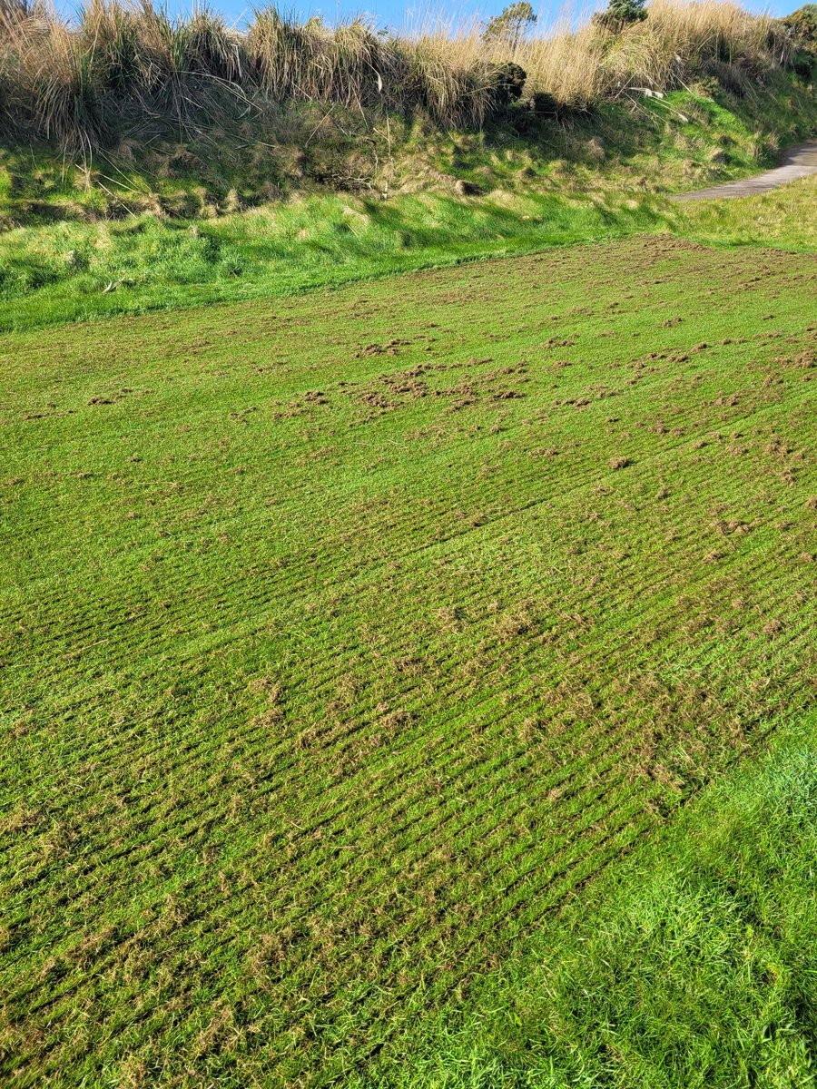 weldon_08's tweet photo. Super demo with the Maredo trailed verticutting machine today. The sunshine even appeared ideal for greens and tees. Thanks, Michael James for all your help 👍 @WiedenmannUK https://t.co/0NZgEX3OIQ