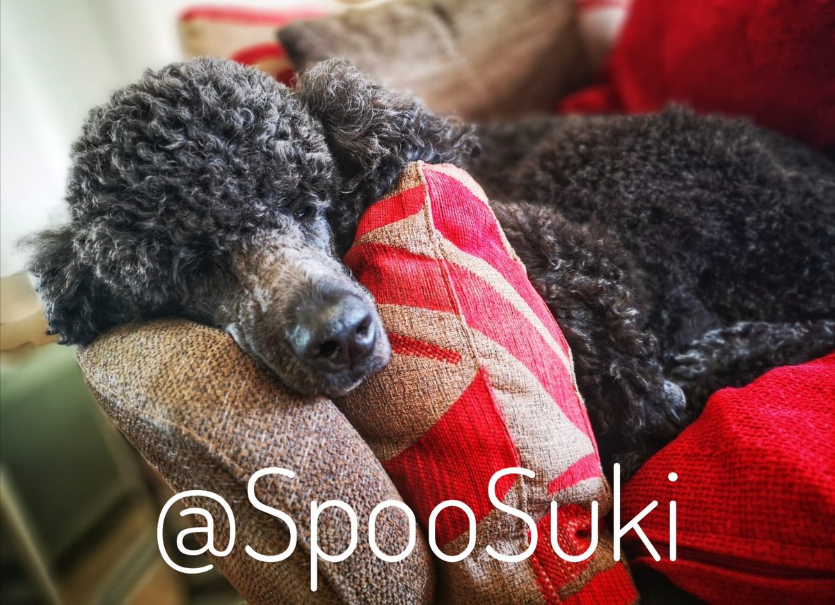 I'm enjoying a peaceful house as <a href="/LenkathePoodle/">LenkaThePoodle</a> is being groomed 😴 
#StandardPoodle #Poodle #DogsOfTwitter