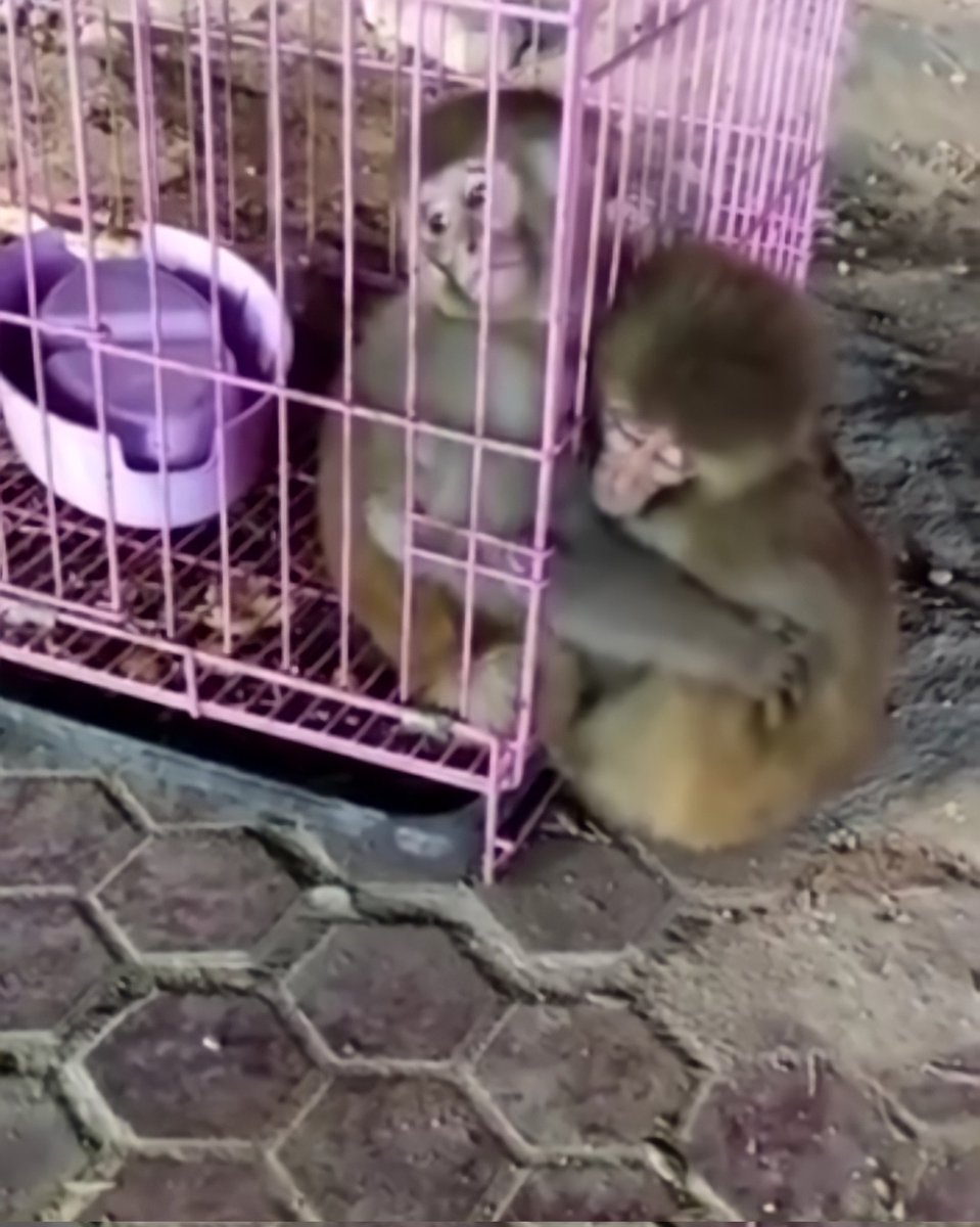 صورة متداولة لقرد يقوم بتوديع أخاه بحزن شديد بعد أن تمت تفرقتهم عن بعض💔