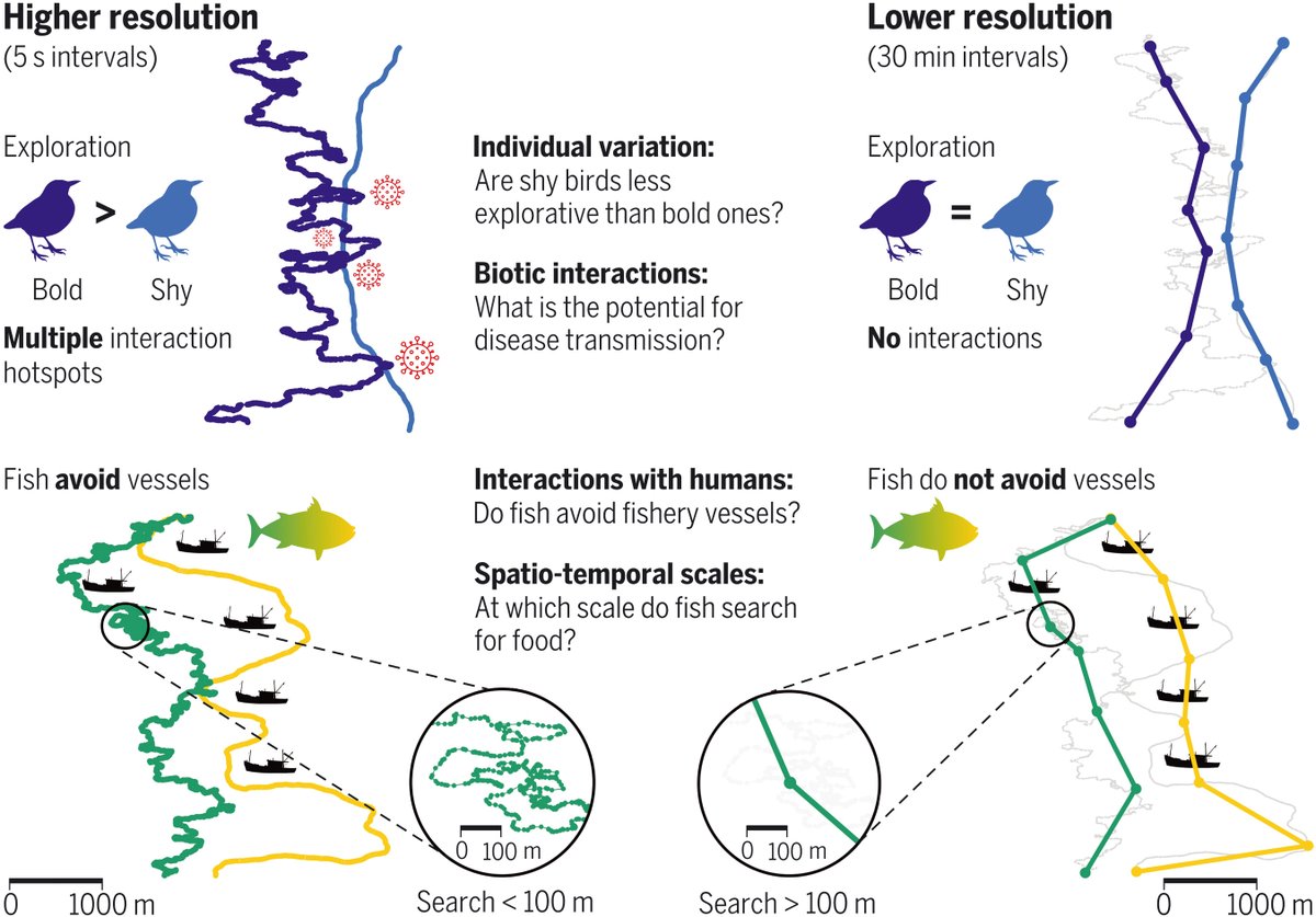 ScienceMagazine's tweet image. So-called “big-data” analytics have transformed a variety of research fields from astronomy to genetics. A new #ScienceReview looks at how these modern techniques have been applied to the field of animal tracking and monitoring. fcld.ly/jmaf1lt