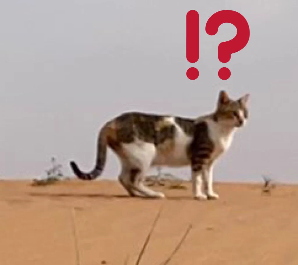 @hanamomoact 近くの猫様が、「！？」ってなってる 