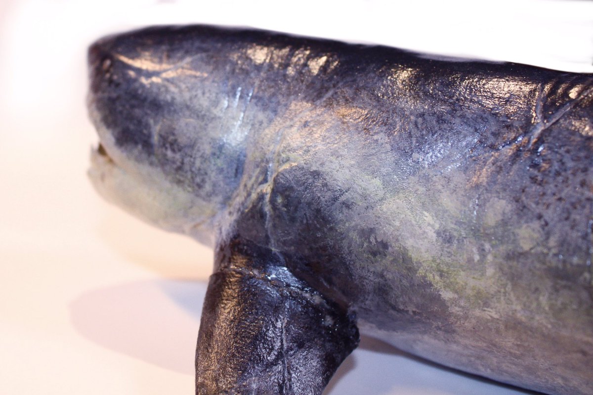 Prehistorica_CM's tweet photo. A 30cm long, hand-painted Dunkleosteus terrelli model printed on an Elegoo Mars 3D printer. https://t.co/3qW2p03k7m