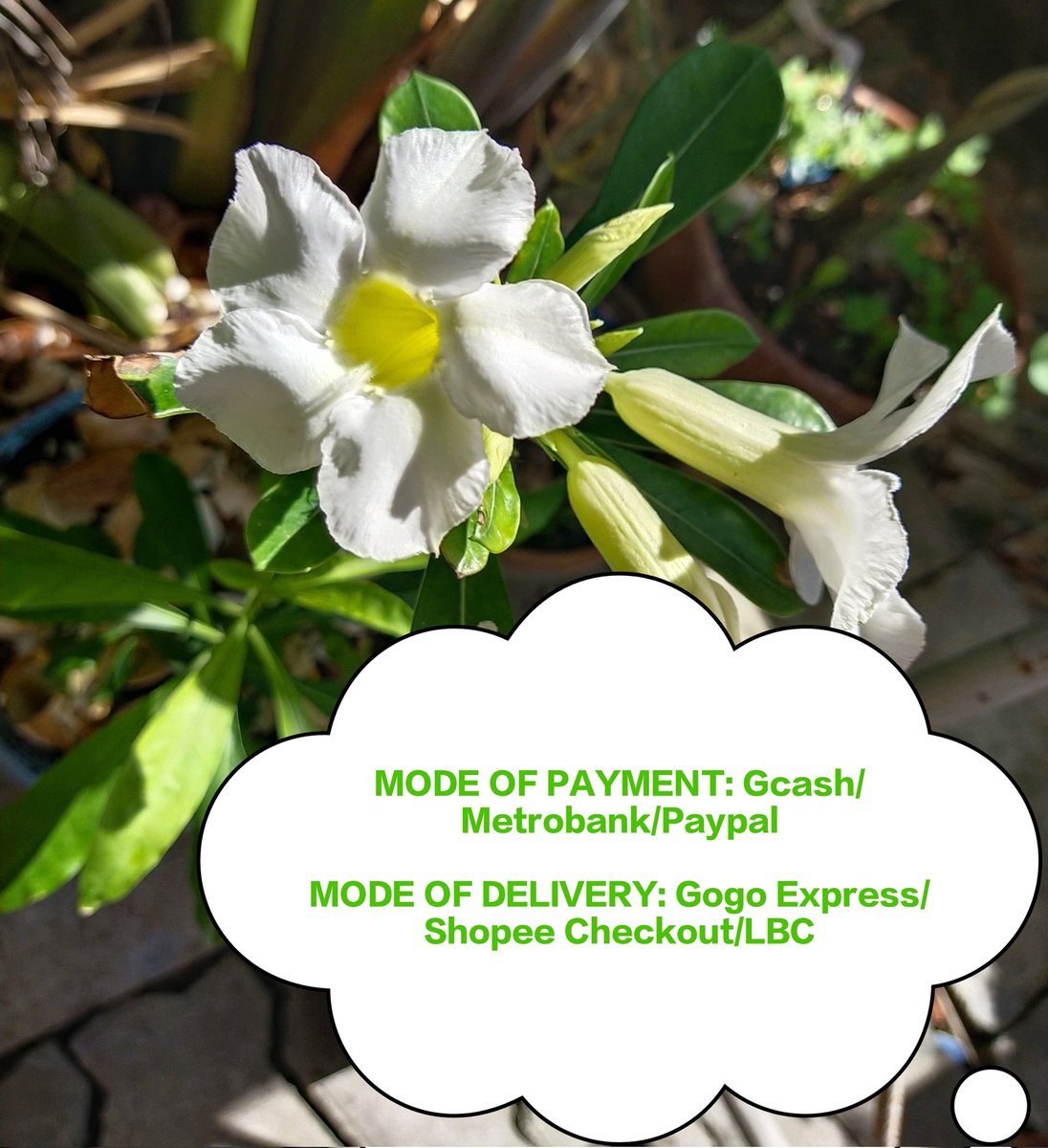 Marialyn tweet media