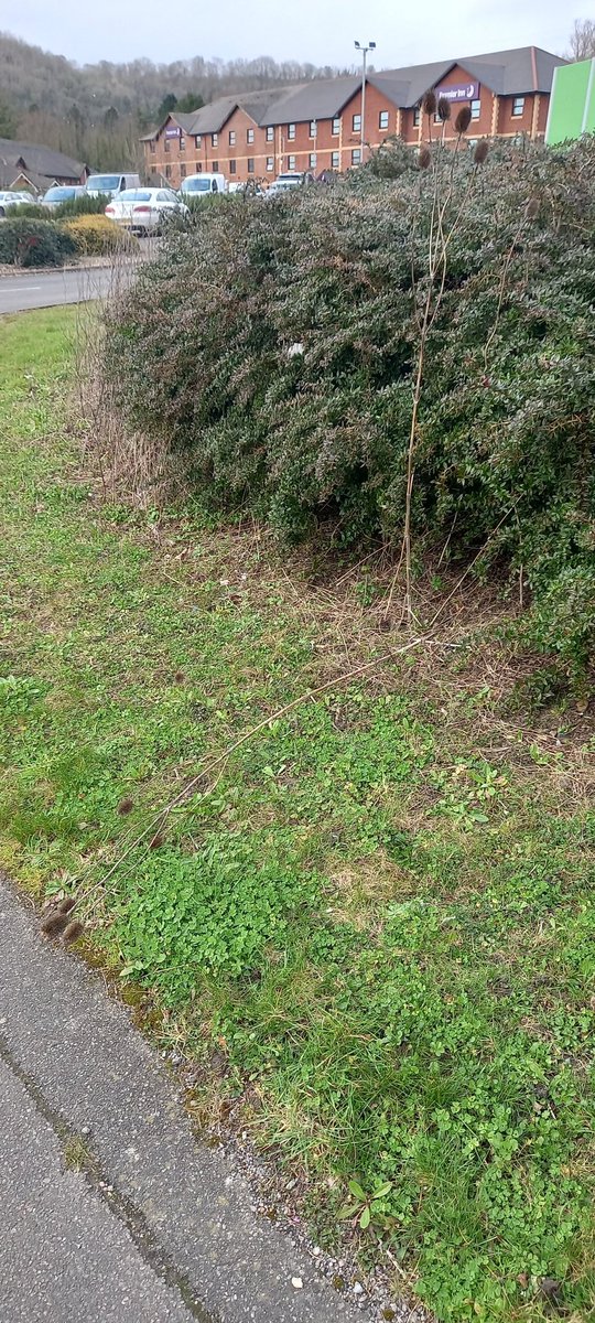 We've been hit particularly badly. I don't think there's any coming back from this. 
#TeaselTragedy #LifeOnTheVerge #KentCountryside #StormEunice