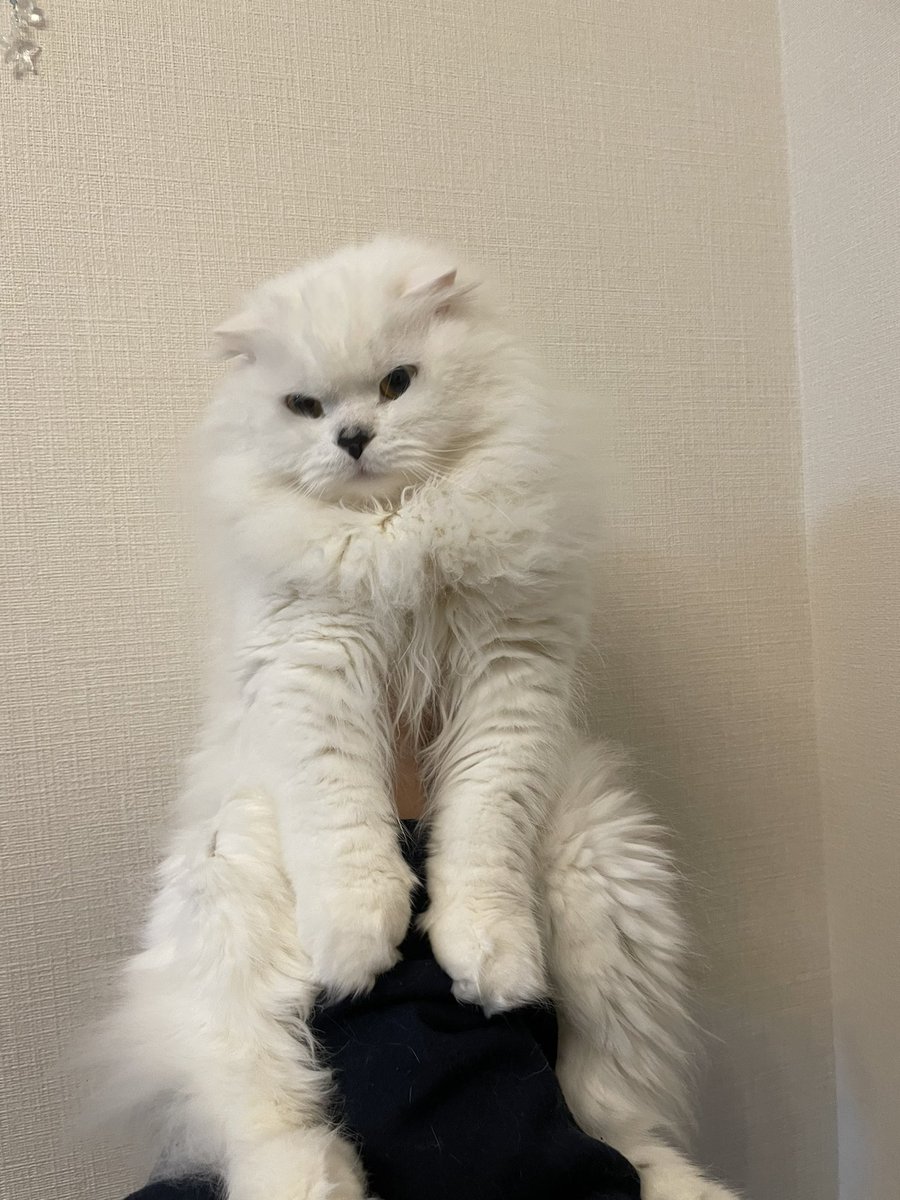 popocha67287175's tweet photo. すーぱーにゃんにゃんにゃん！の日、ぽぽちゃんには、ちゅーる とまぐろ、プレゼント！！
もふもふぐにゃぐにゃぽぽちゃん💓#ねこの日  #スコティッシュフォールド https://t.co/g4GmlKmAP8