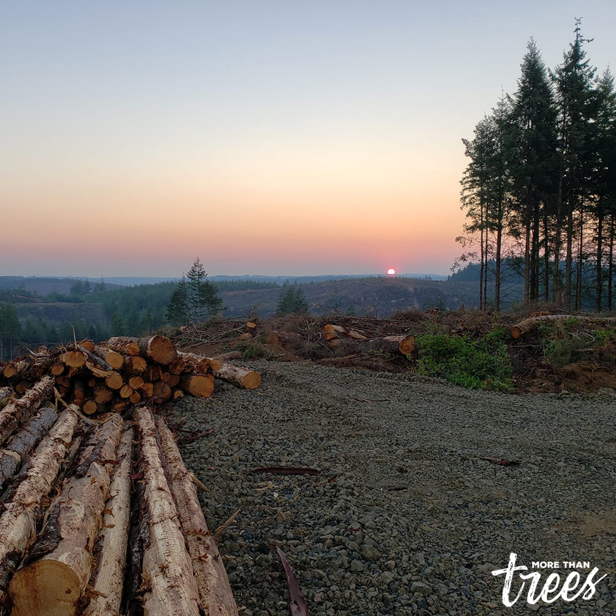 Gary Willis, a #fellerbuncher operator for Colburn Timber in Hoquiam, Washington, captured this photo on one of our Grays Harbor tree farms. We appreciate the small, #localbusinesses we work with and love when they share amazing sights like these with us! #LoggerLife #LoggingLife