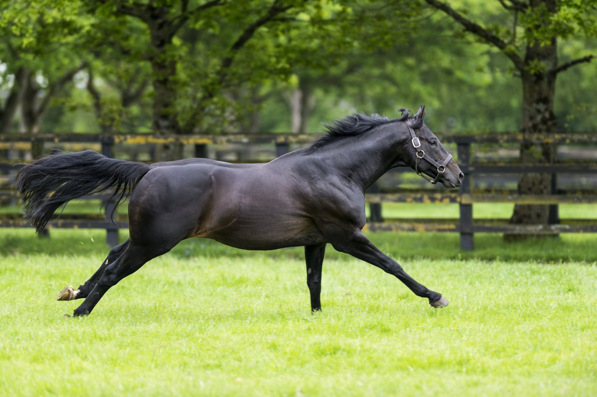 bloodstocknews's tweet photo. ❤️💛 New Graded success for the progeny of @IrishNatStud's ELUSIVE PIMPERNEL (pic)

THEDEVILSCOACHMAN scores in great style in the Gr.2 Boyne Hurdle @NavanRacecourse for trainer @tuvastables 💚💛

Bred by Robert Long, the 6yo gelding is graduate of @tatts_ireland &amp; @Goffs1866 https://t.co/ifb6A2KHOt